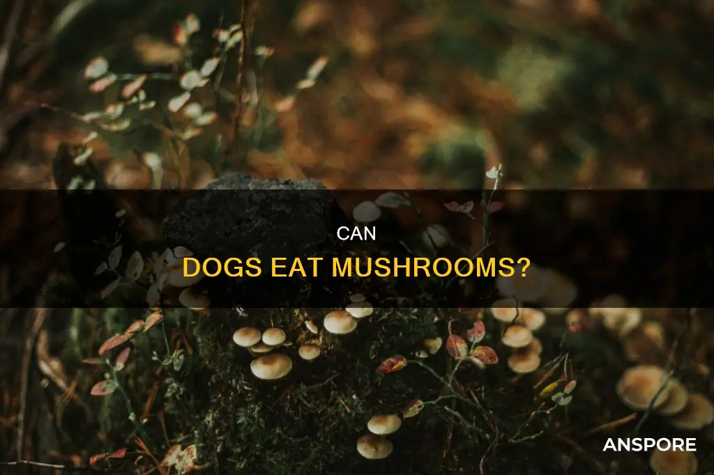is dogs allowed mushrooms