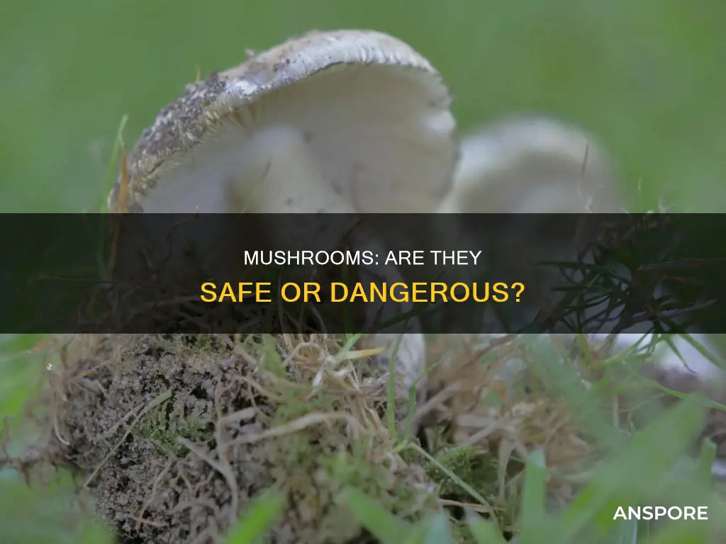 is doing mushrooms dangerous
