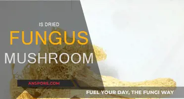 Dried Fungus Mushroom: A Superfood or Super-risk?