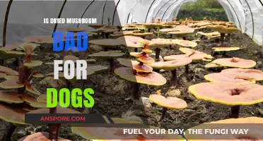 Can Dogs Eat Dried Mushrooms? Safety Risks and Health Concerns