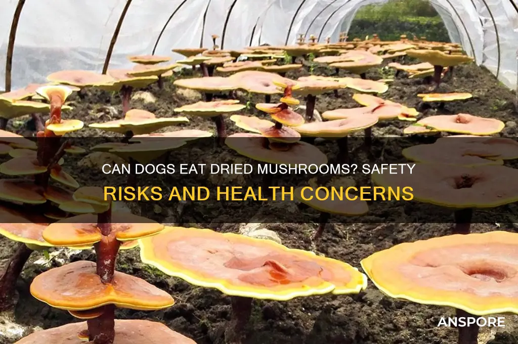 is dried mushroom bad for dogs