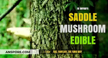 Is Dryad's Saddle Mushroom Edible? A Comprehensive Guide to Safety