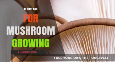 Is Dust Harmful to Mushroom Cultivation? Exploring the Impact