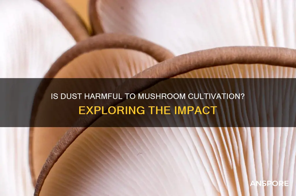 is dust bad for mushroom growing