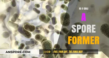 Does E. Coli Form Spores? Unraveling the Bacterial Survival Myth