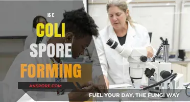 Is E. Coli Spore-Forming? Debunking Myths and Understanding Its Survival