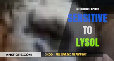 Lysol's Effectiveness Against E. Cuniculi Spores: A Comprehensive Analysis