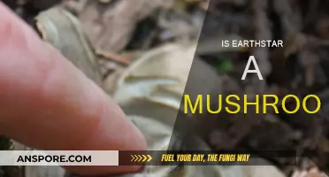 Earthstar: Mushroom or Not?