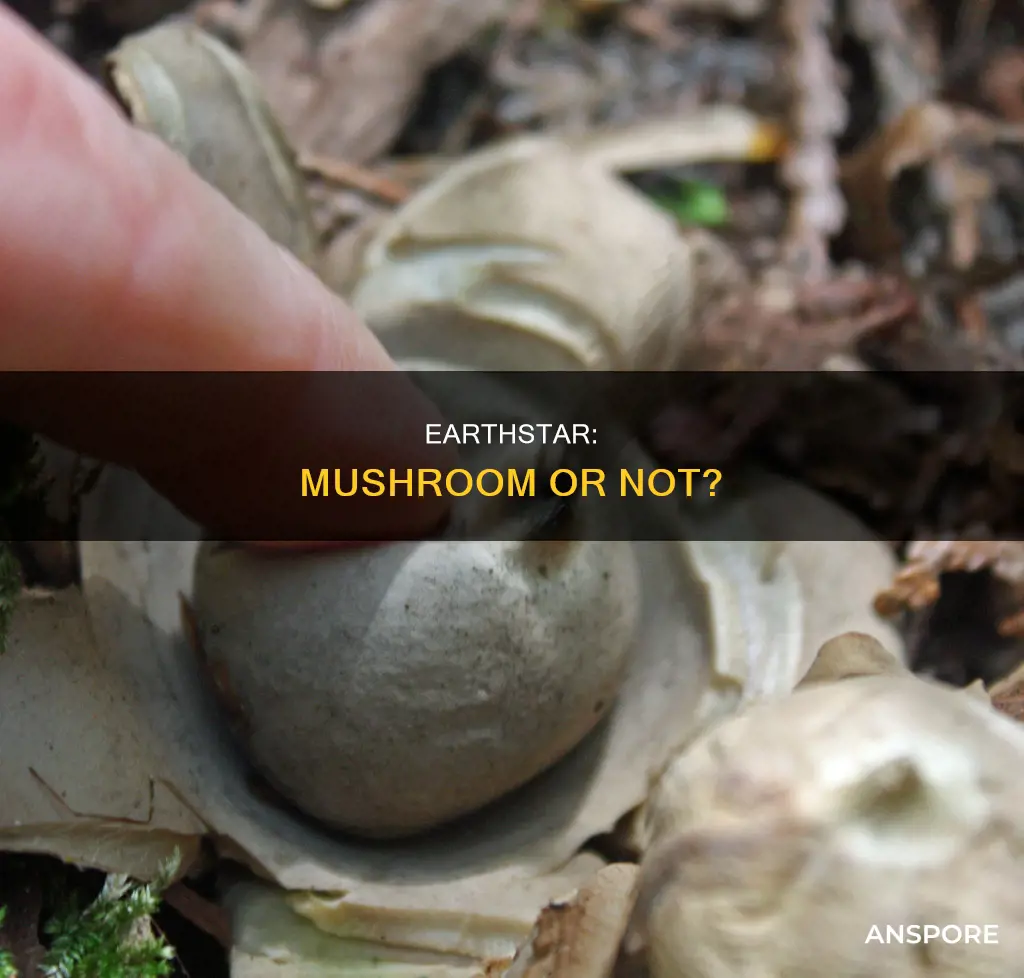 is earthstar a mushroom