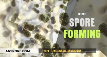 Is E. coli Spore-Forming? Debunking Myths and Understanding Its Survival