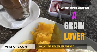 Does Ecuador's Spore Mushroom Thrive on Grains? Unveiling the Truth