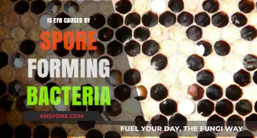 Are Spore-Forming Bacteria the Culprit Behind EFB Outbreaks?