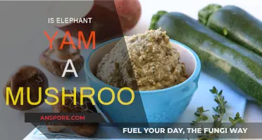 Yam or Mushroom: What's the Elephant Yam?