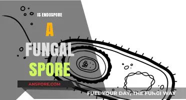 Are Endospores Fungal Spores? Unraveling the Microbial Mystery