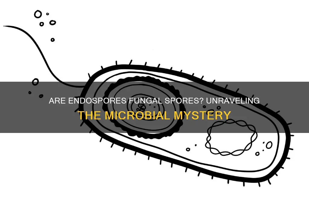is endospore a fungal spore