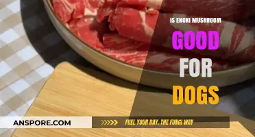 Can Dogs Eat Enoki Mushrooms? Benefits, Risks, and Safe Serving Tips