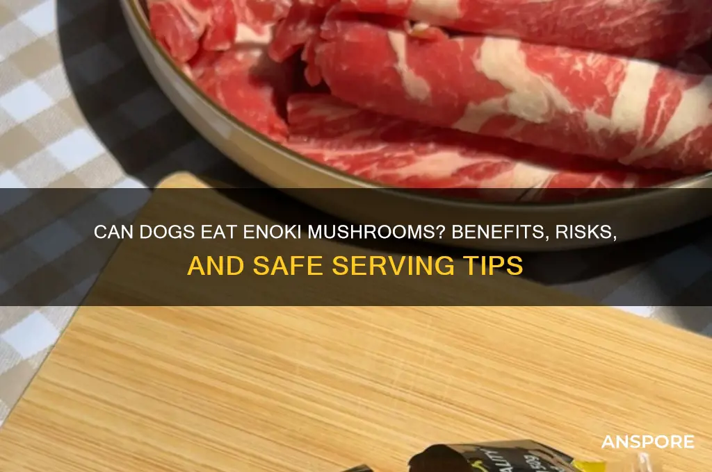 is enoki mushroom good for dogs
