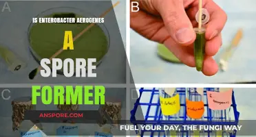 Is Enterobacter Aerogenes a Spore Former? Unraveling the Truth