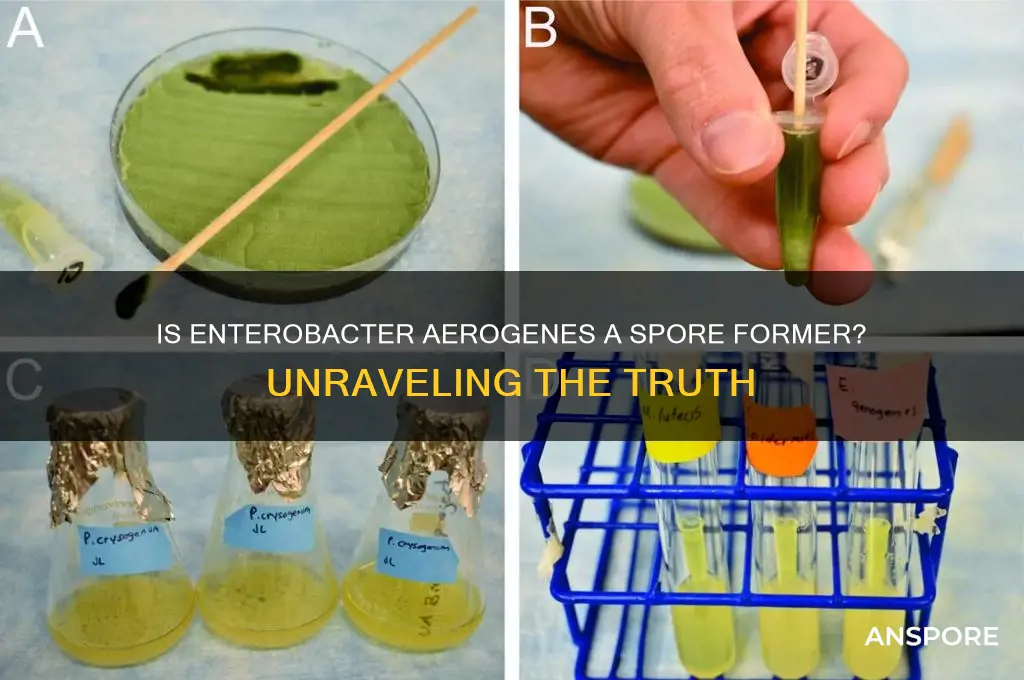 is enterobacter aerogenes a spore former