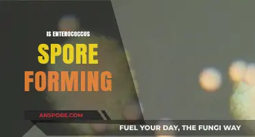 Is Enterococcus Spore-Forming? Unraveling the Truth About This Bacterium