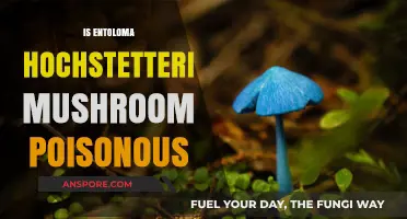 Is the Blue Entoloma Hochstetteri Mushroom Poisonous? Find Out