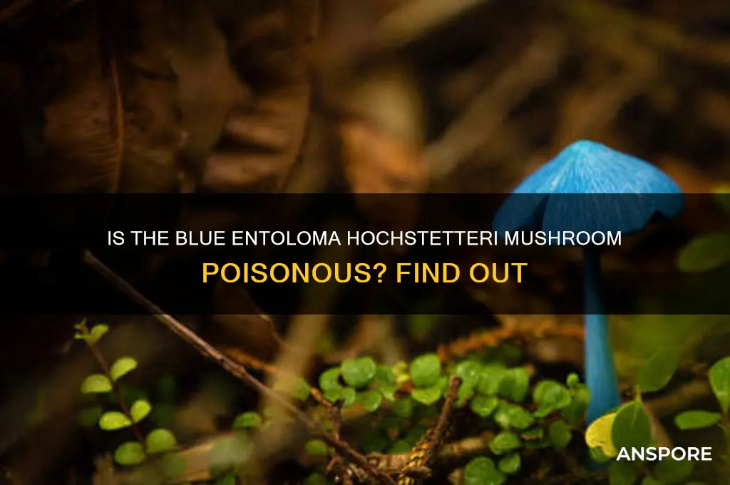 is entoloma hochstetteri mushroom poisonous