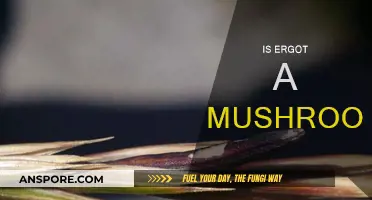 Ergot: Mushroom or Not?