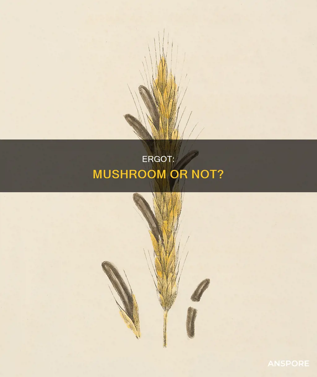is ergot a mushroom