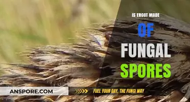 Is Ergot Made of Fungal Spores? Unraveling the Mystery