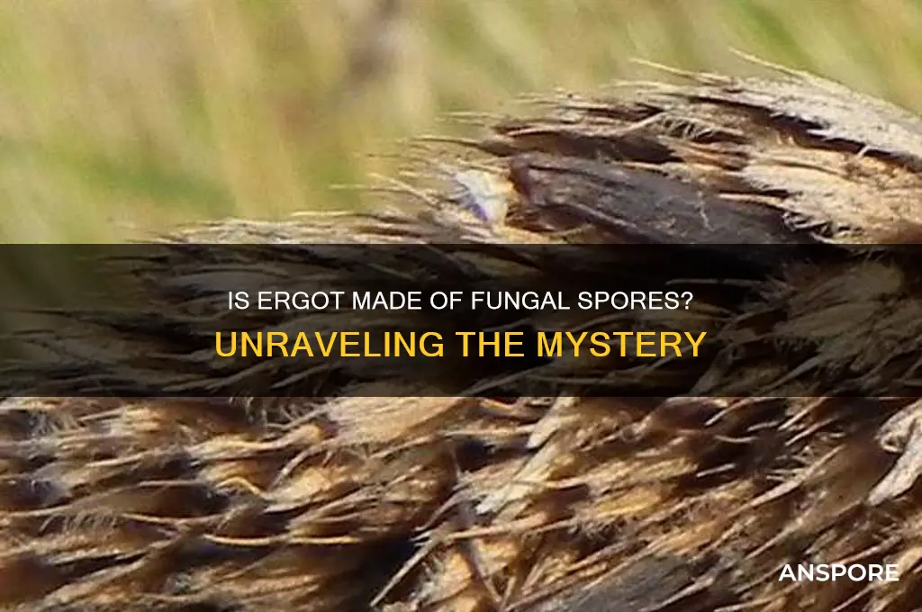 is ergot made of fungal spores