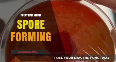 Erysipelothrix Spore Formation: Unraveling the Truth Behind This Bacterium