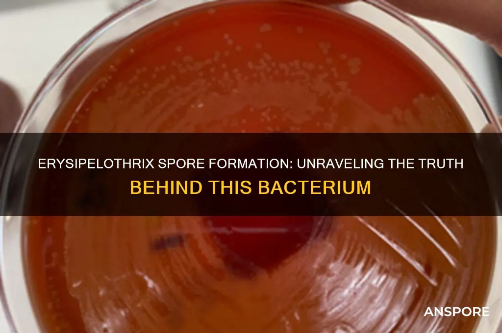 is erysipelothrix spore forming
