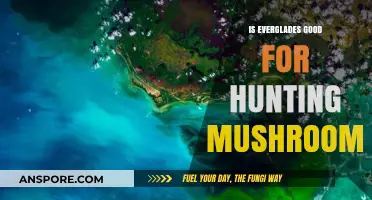 Exploring the Everglades: A Hunter's Guide to Mushroom Foraging