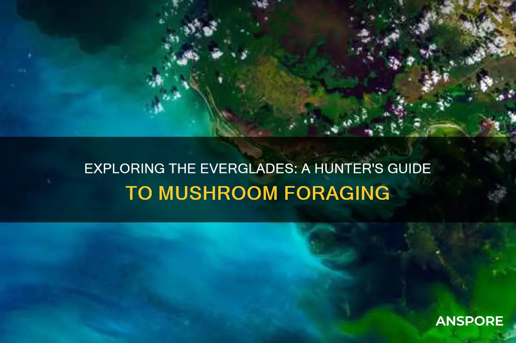 is everglades good for hunting mushrooms