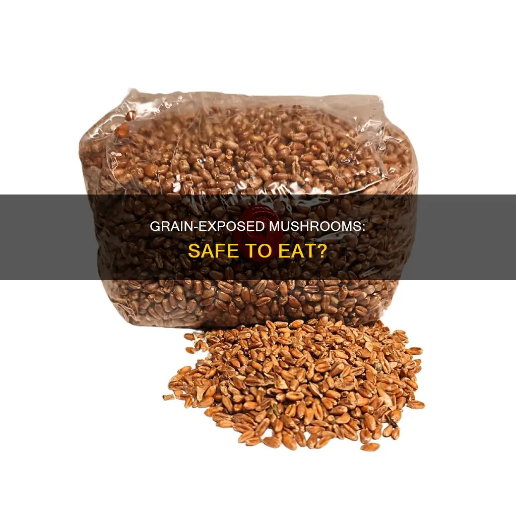 is exposed grain okay mushrooms