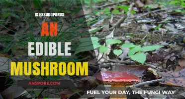 Is Exsudoporus Edible? A Guide to Identifying and Consuming Safely