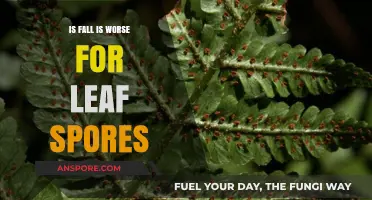 Fall's Impact on Leaf Spores: Worse Conditions or Misconception?