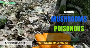 Are Fellow's Mushrooms Poisonous? A Comprehensive Guide to Safety