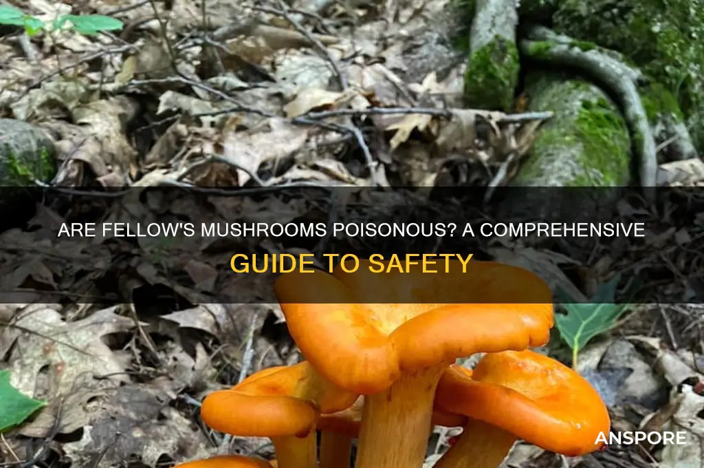 is fellows mushrooms poisonous