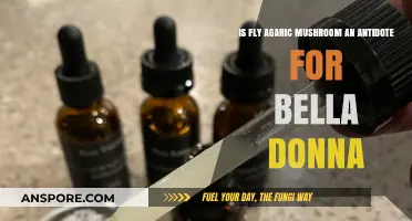 Fly Agaric vs. Belladonna: Unraveling the Antidote Myth and Facts