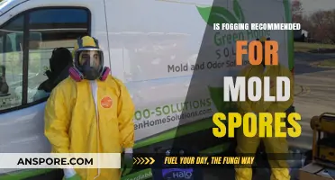Is Fogging Effective for Mold Spores? Expert Insights and Recommendations