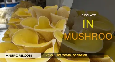 Mushrooms: A Rich Source of Folate?
