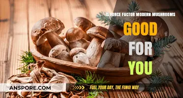 Is Force Factor Modern Mushrooms Beneficial for Your Health?