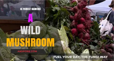 Is Forest Nameko a Wild Mushroom? Exploring Its Natural Habitat