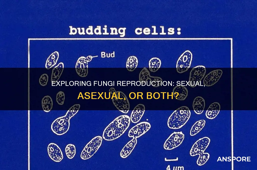 is fungi sexual or asexual