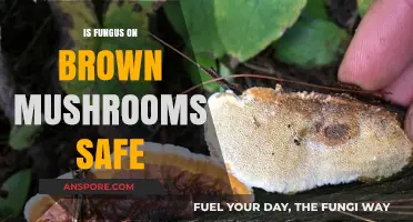 Is Fungus on Brown Mushrooms Safe? A Comprehensive Guide