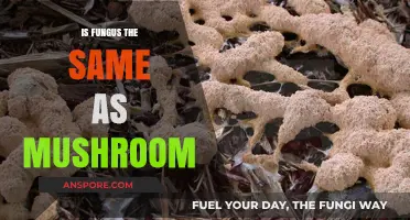 Fungus vs. Mushrooms: Unraveling the Differences and Similarities