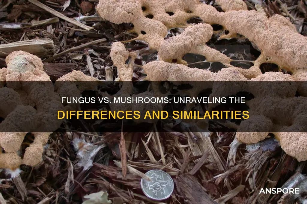 is fungus the same as mushroom