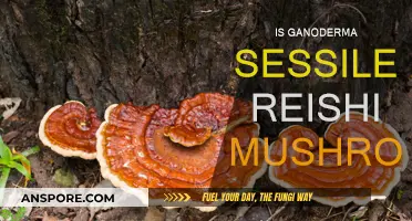 Reishi Mushroom: Ganoderma Sessile Identification Guide