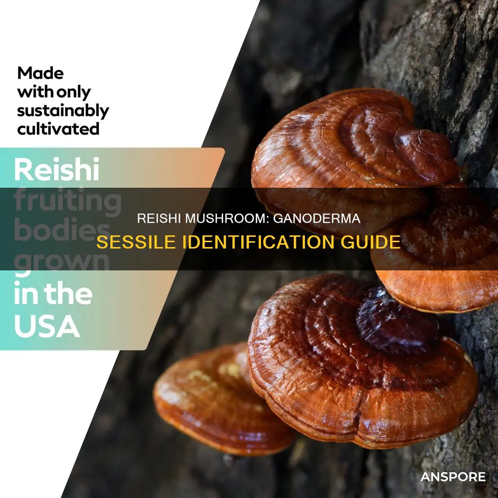 is ganoderma sessile reishi mushroom